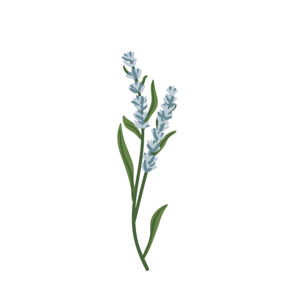 icono de lavanda. elemento botánico fragante recién cortado para productos naturales de salud y belleza, logotipo. manojo de flores de plantas de hierbas. ilustración floral vectorial dibujada a mano aislada sobre fondo blanco vector