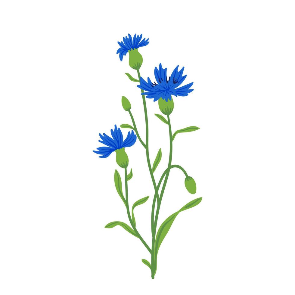 Cornflower field vector illustration. Summer wild meadow flower, honey plant. Knapweed blue isolated on white. Centaurea botanical floral design element