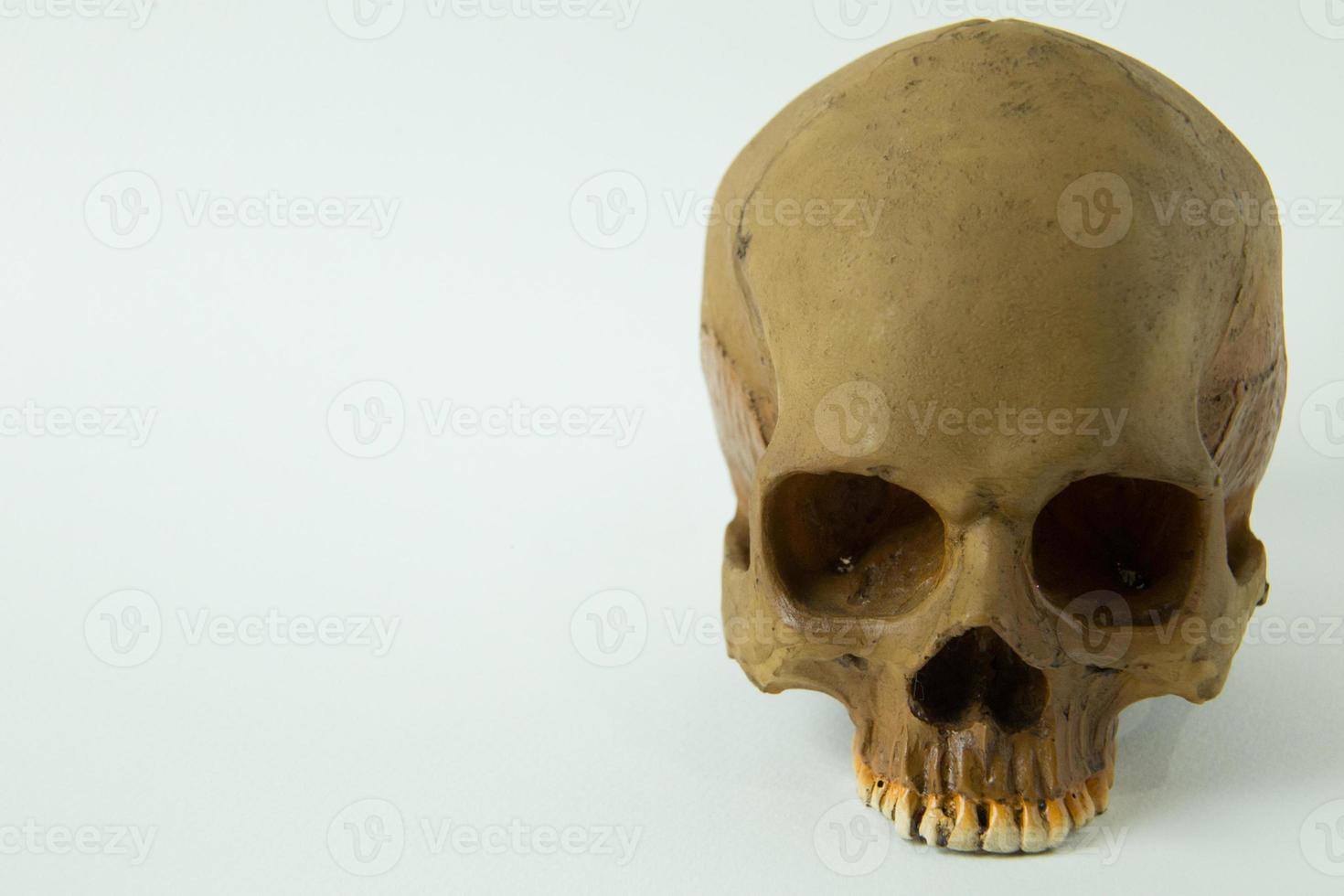 Skull close up  image on white  background. photo