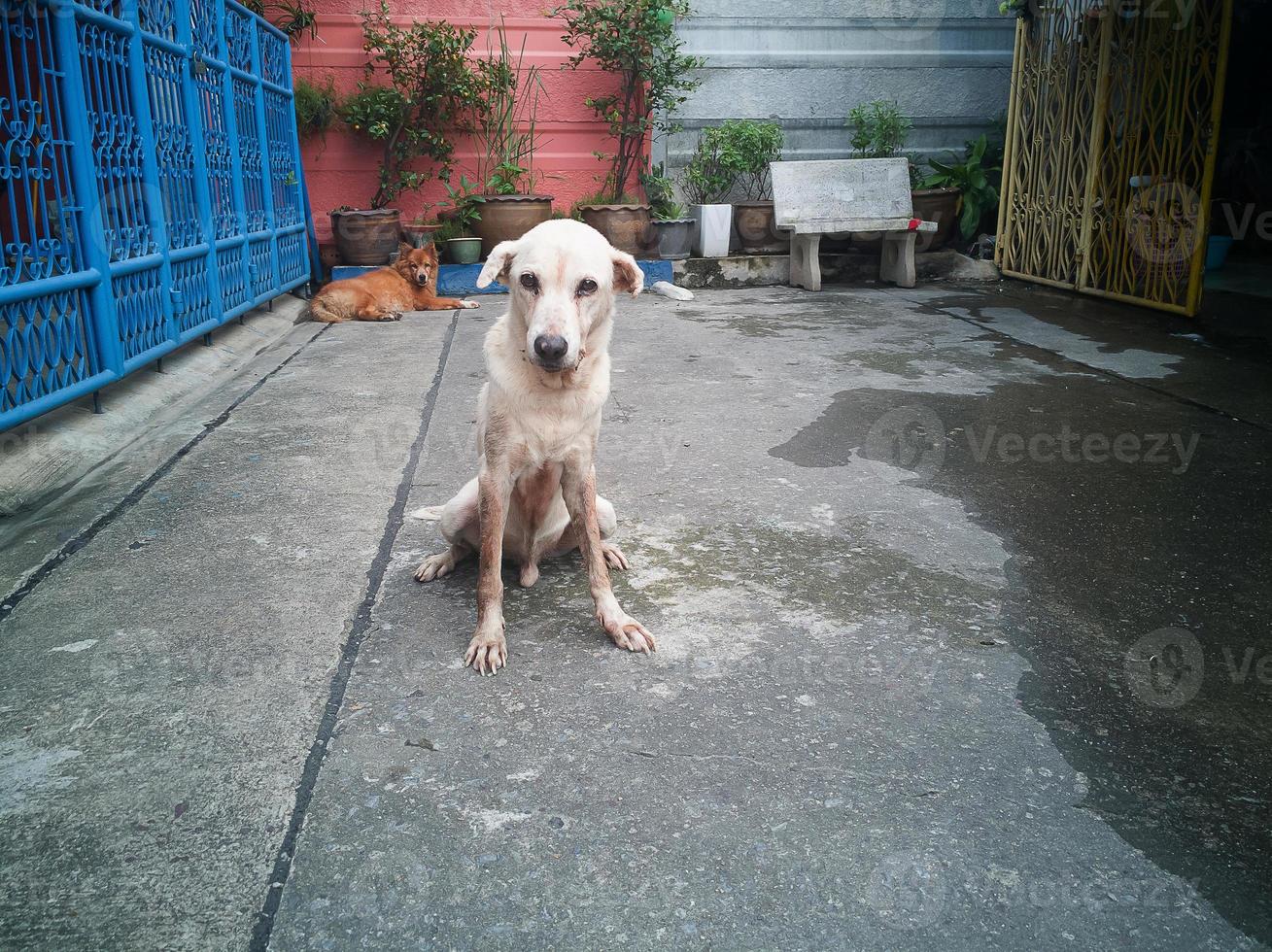 A sick dog outdoor on street city. photo