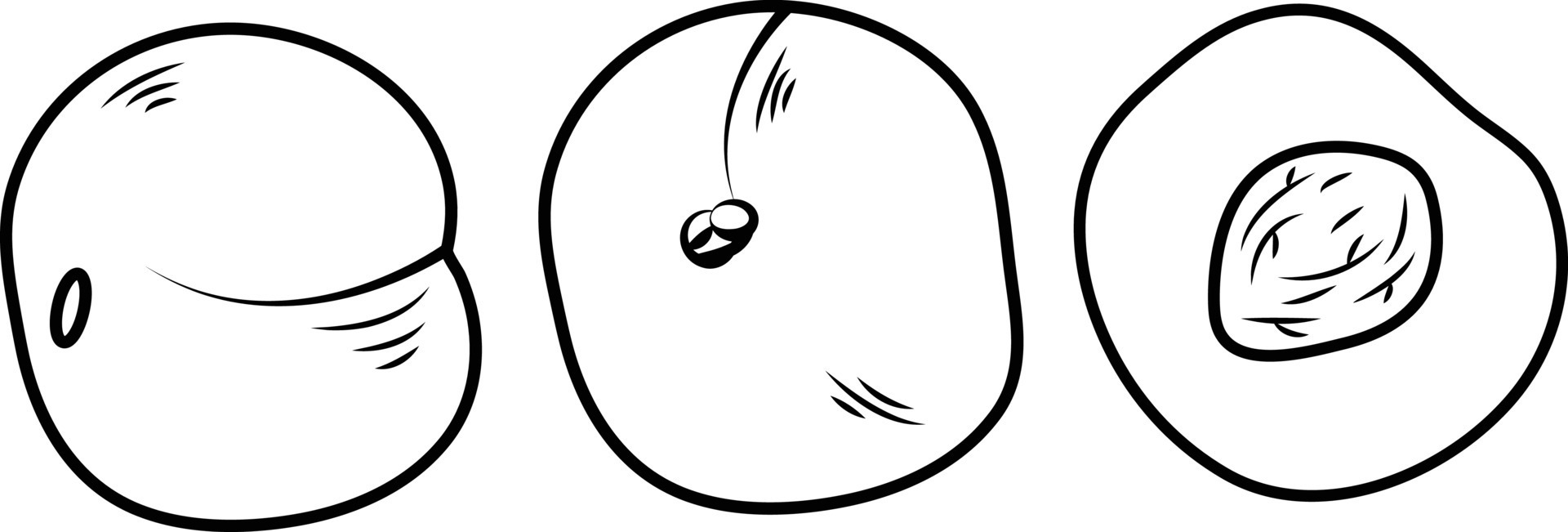 Peaches in three shapes isolated on white. vector illustration 10682777