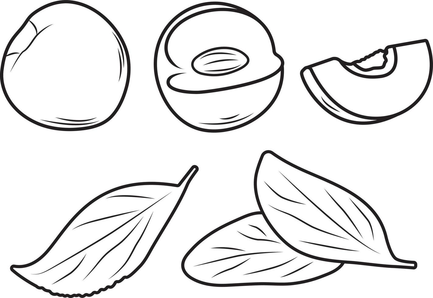 Nactarine, Peach or Apricoat in three shapes with leaves. vector illustration