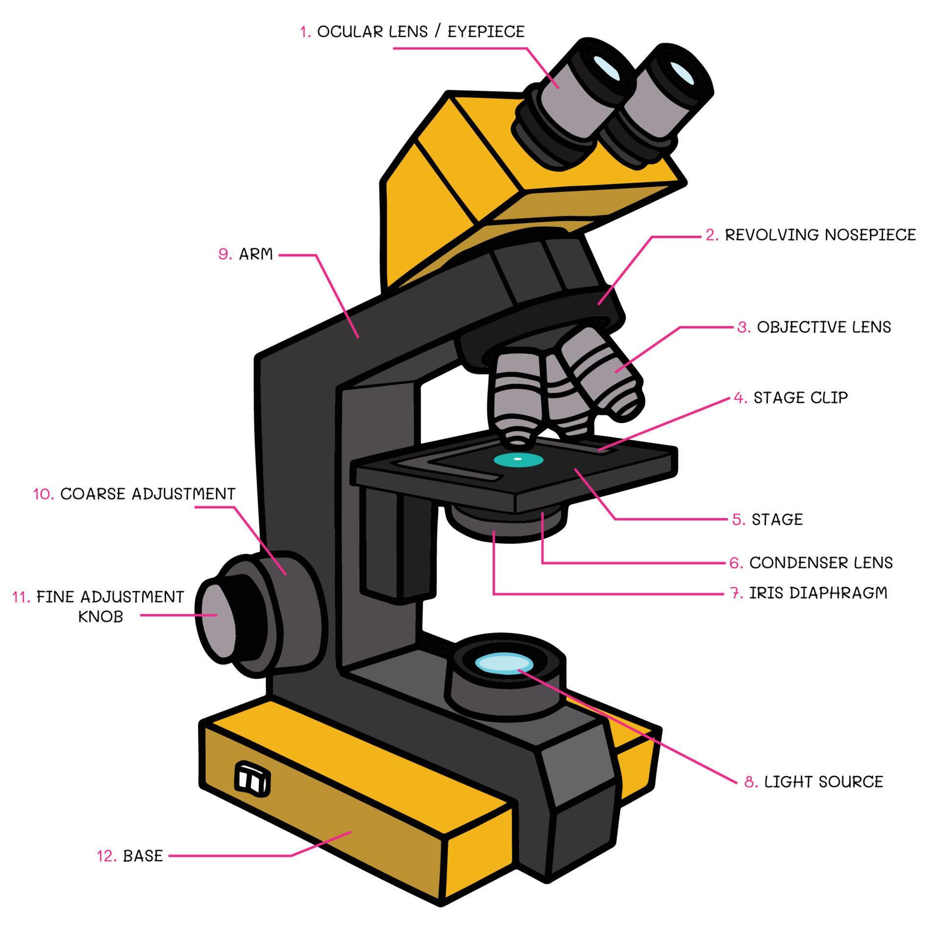 Vector of compound light microscope structure. Fill color on white