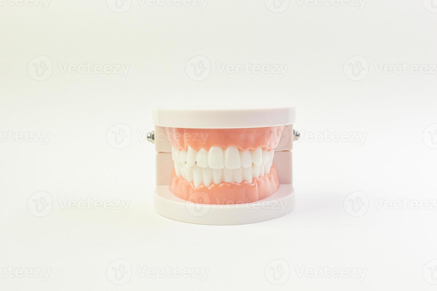 el modelo de diente sobre fondo blanco para contenido dental. foto