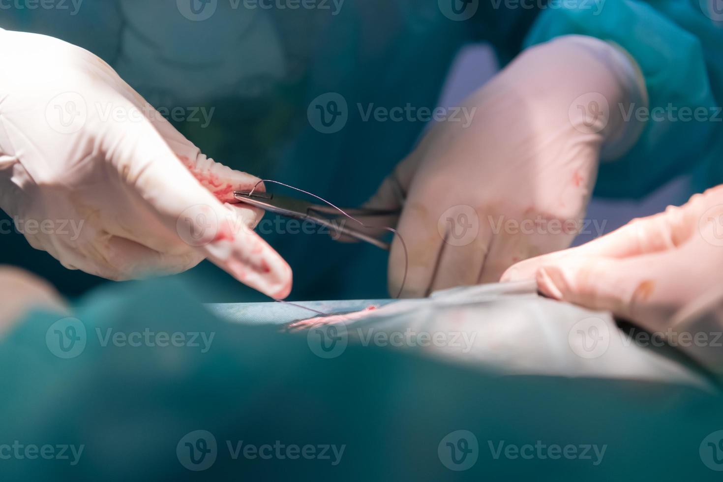 A surgeon and veterinarians team performing castration or sterilization operation on a cat in an animal hospital. photo