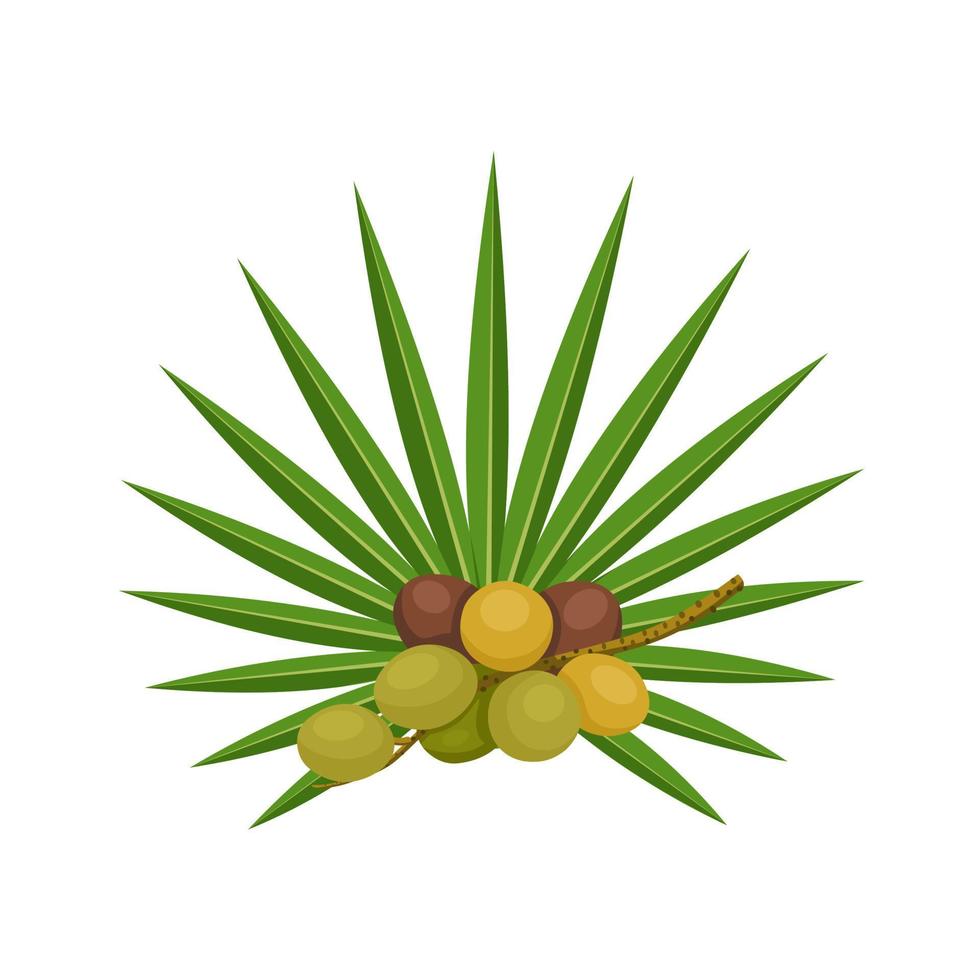 Vector illustration, Serenoa repens, commonly known as saw palmetto, isolated on white background.