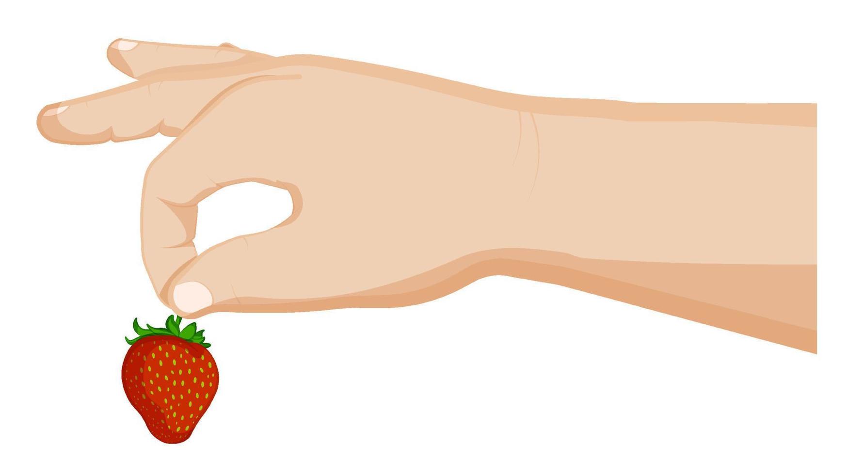 la mano del niño sostiene una fresa. bayas de verano, frutas jugosas maduras. cocinar postres. vector de dibujos animados sobre fondo blanco