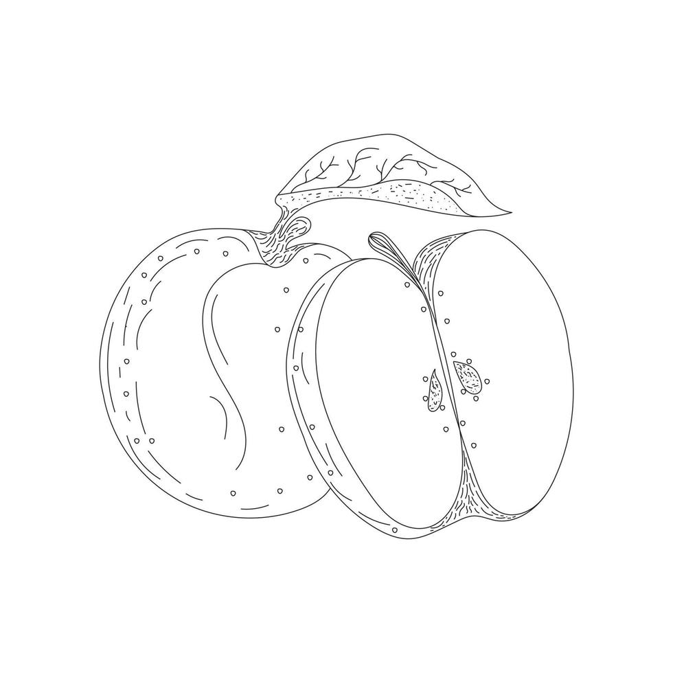 Black art hand drew apple beautiful whole fruit with leaf and cut half vector