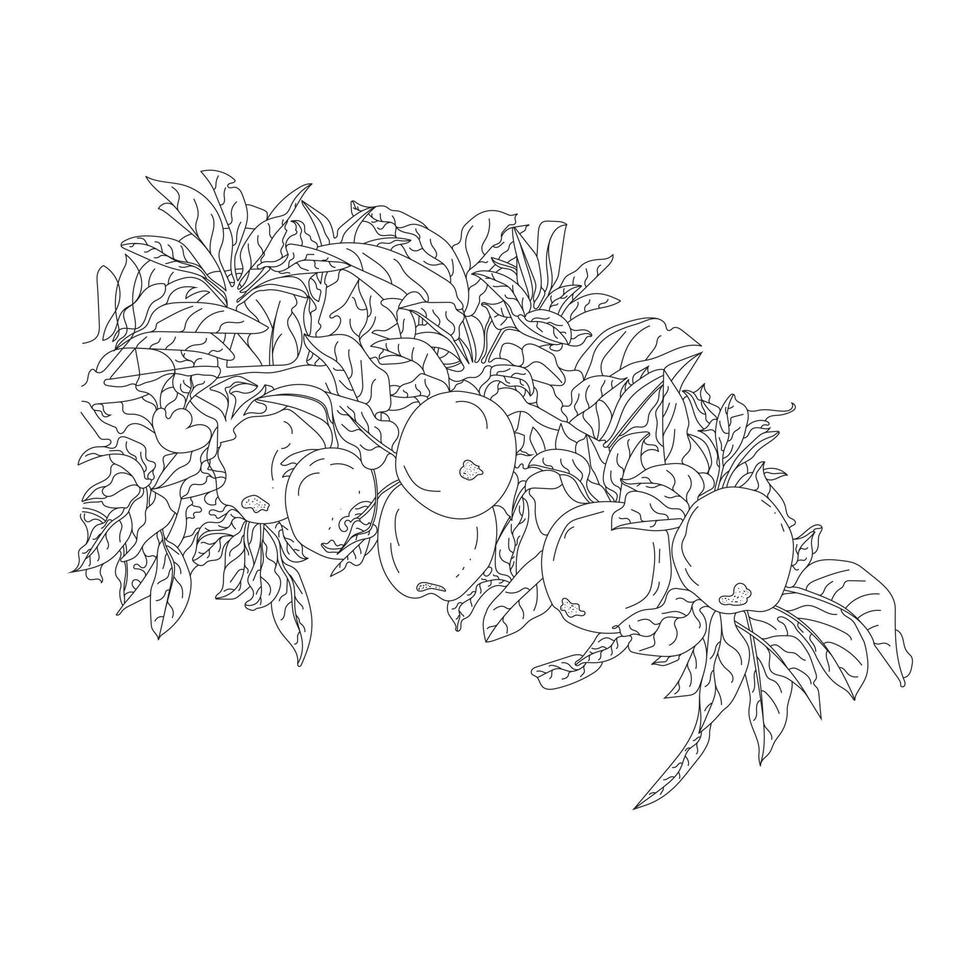 Appletree branch and apple line art, hand draw apple illustration. Apple black art vector