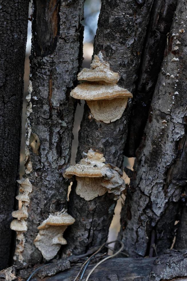Bracket Fungi on Wood photo