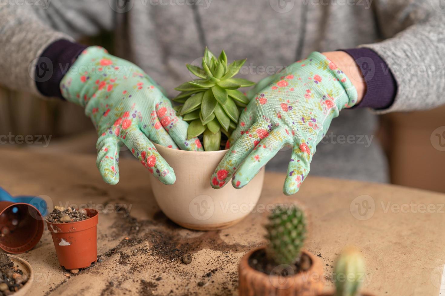 female hands in gloves hold a blue watering can and water a newly transplanted succulent photo