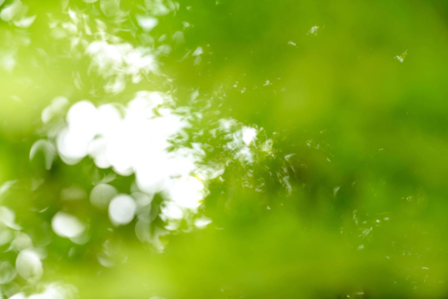 natural green bokeh abstract background,blurred textured photo