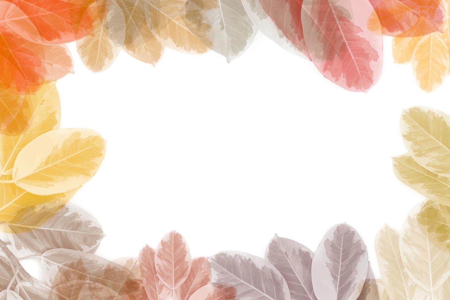 colorful leaves pattern on white background,gradient color pastel autumn leaf,ideas graphic design for web or banner photo