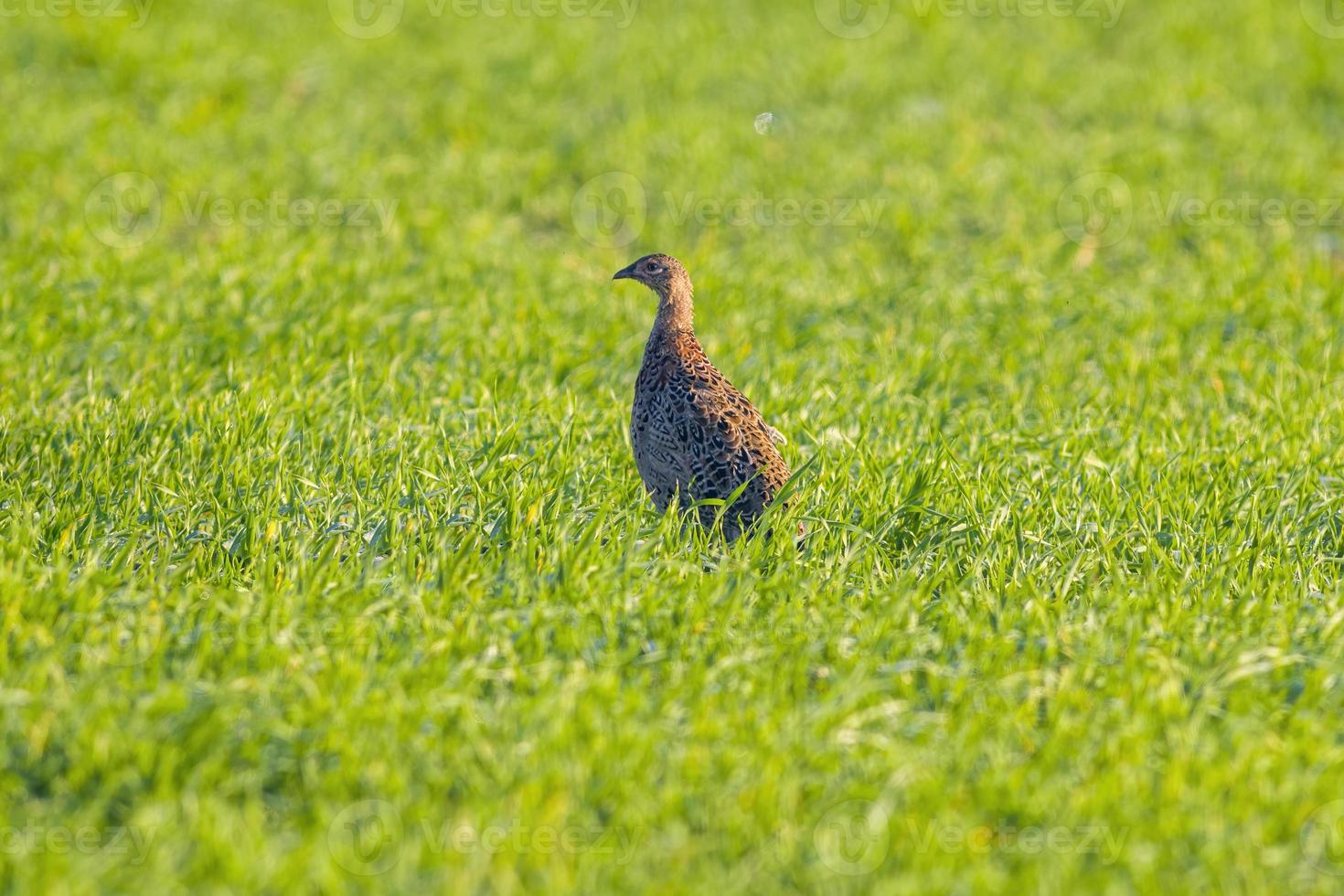 a young pheasant chicken in a meadow photo