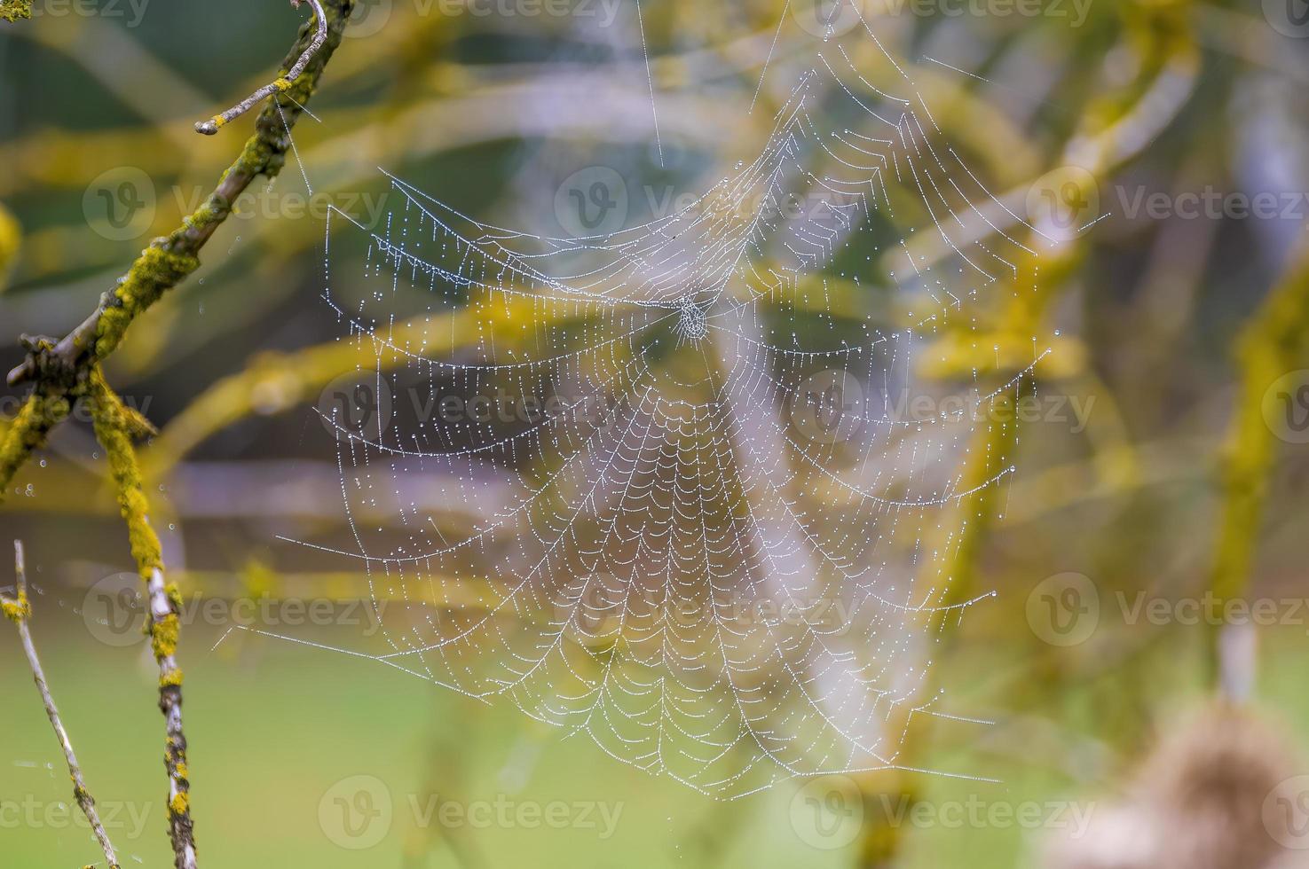 a spider web with dewdrops on a meadow in summer photo