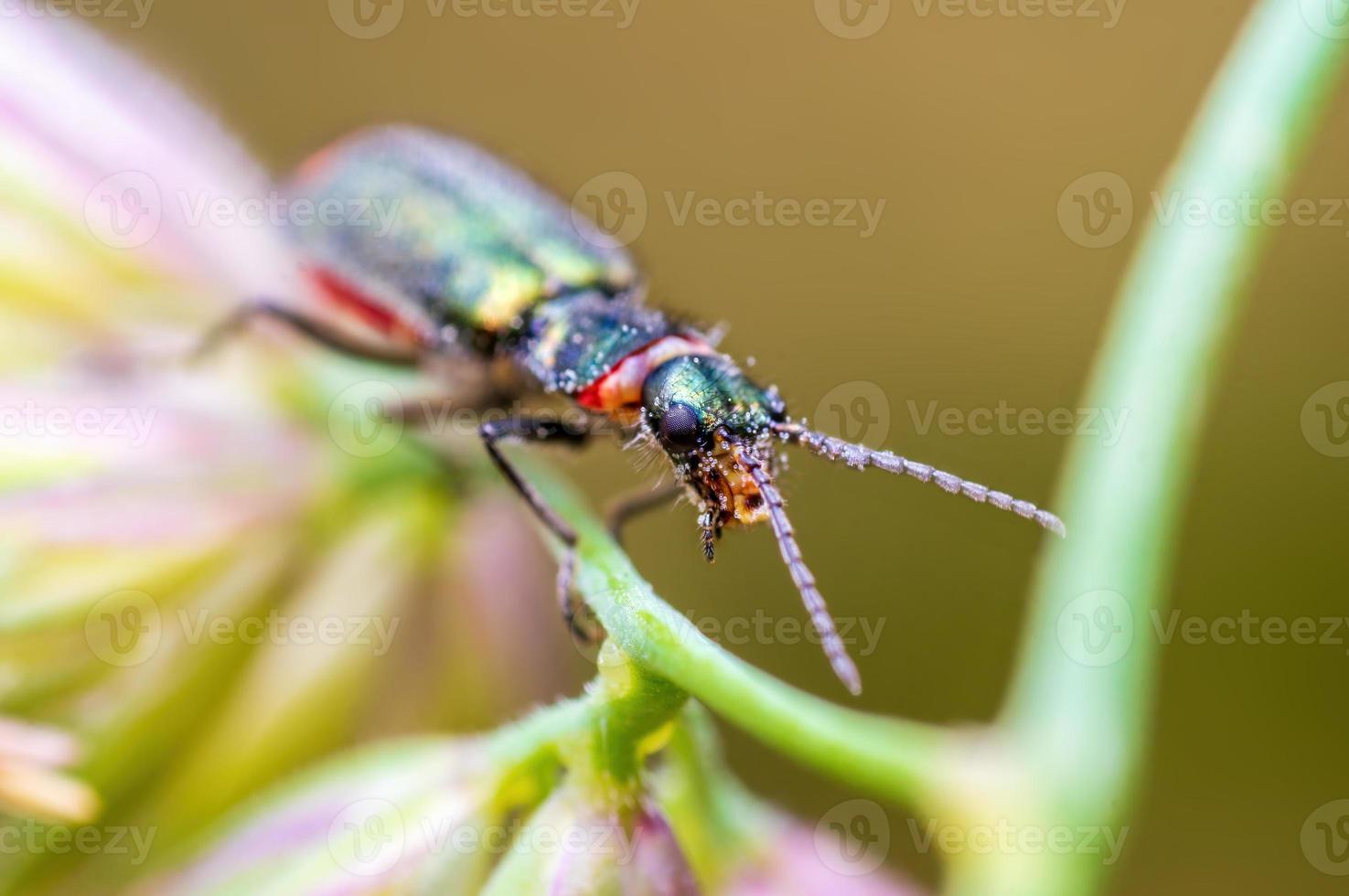 one green beetle sits on a stalk in a meadow photo