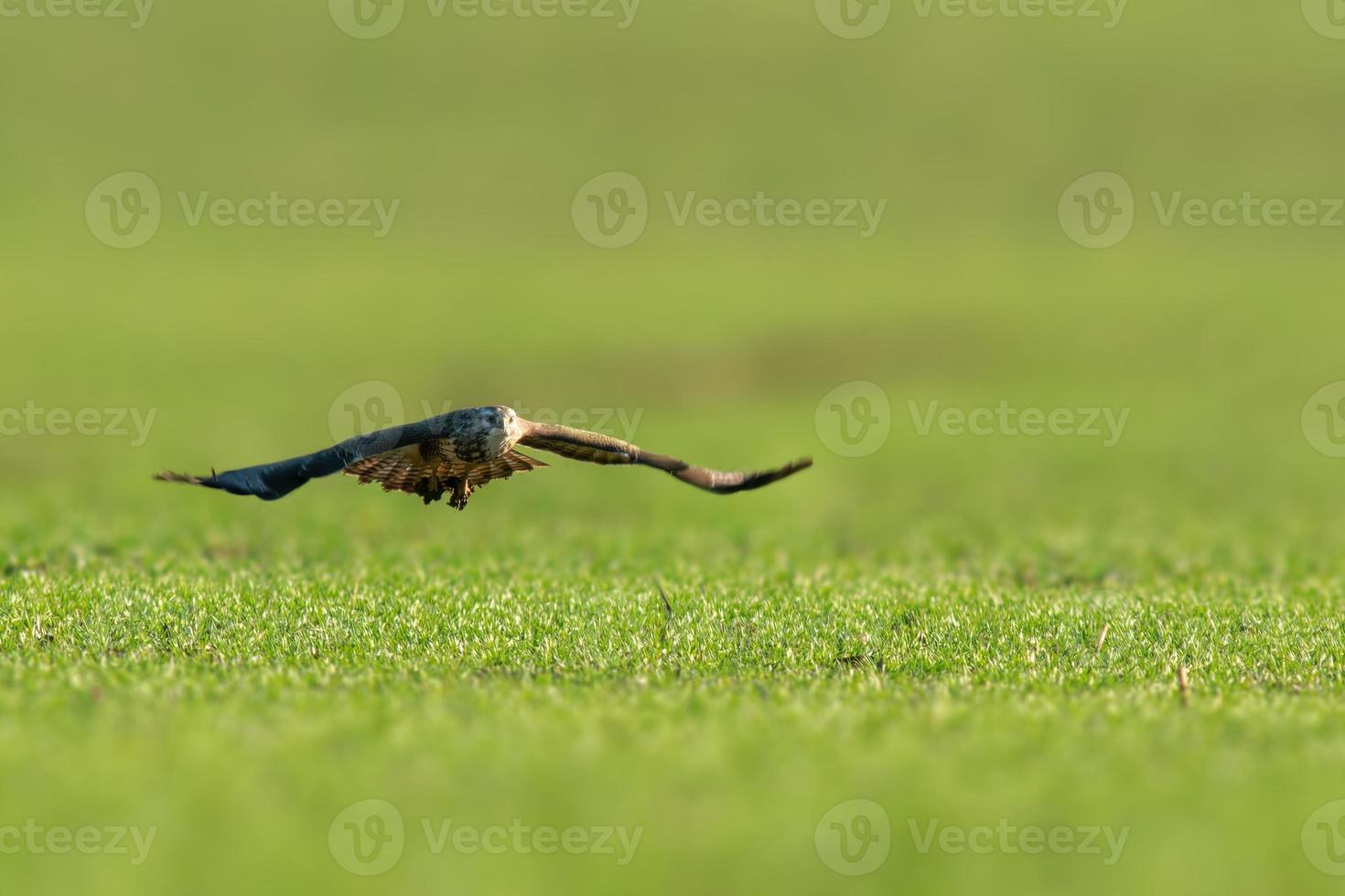 a buzzard flies over a green field 10696838 Stock Photo at Vecteezy