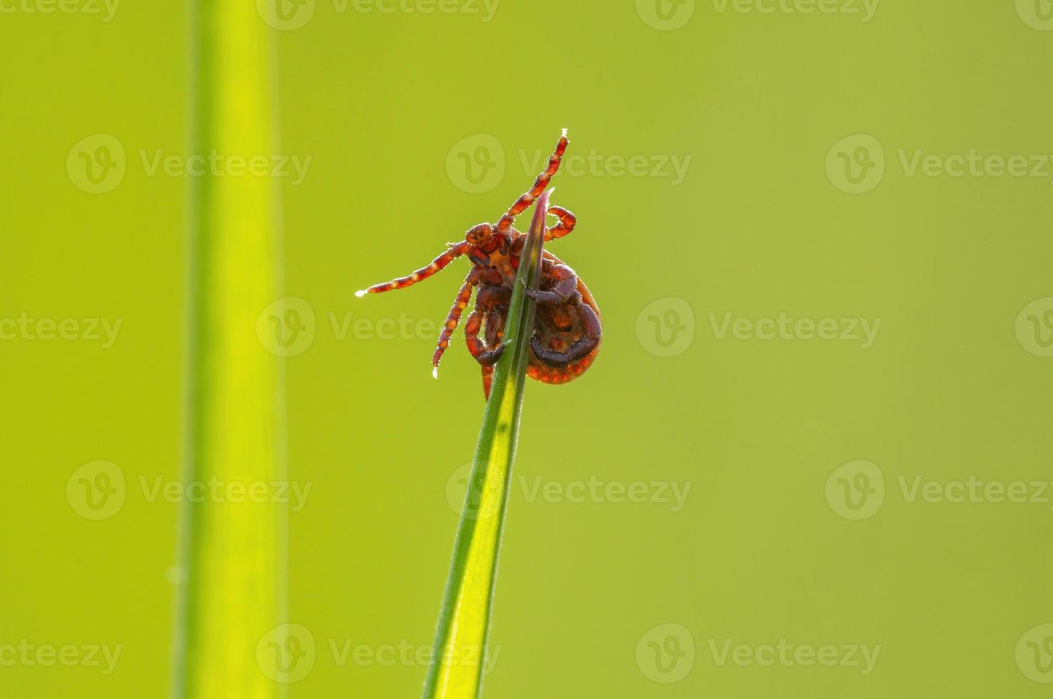 una garrapata se sienta en una brizna de hierba foto