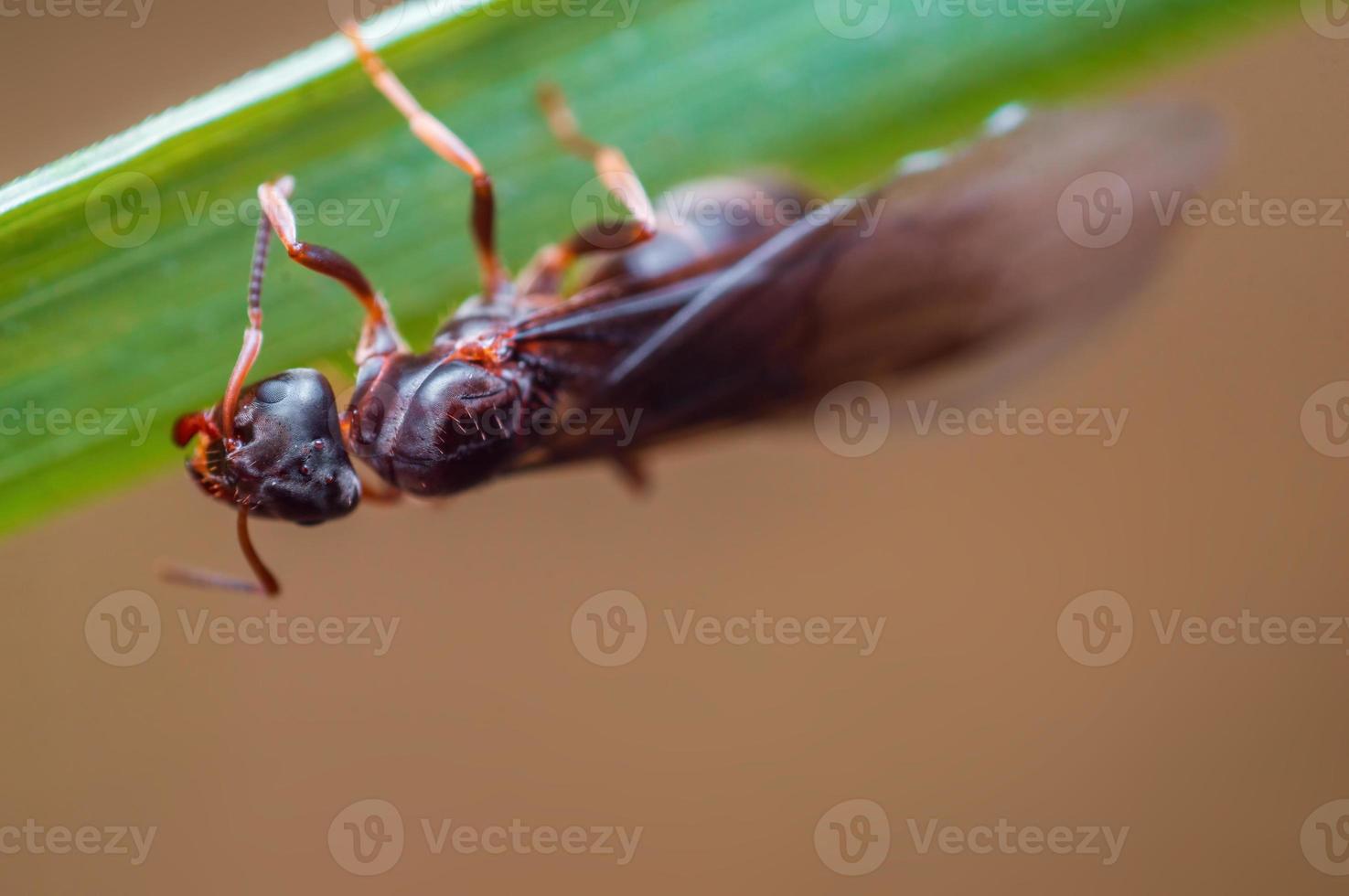 una hormiga negra grande se sienta en un tallo en un prado foto