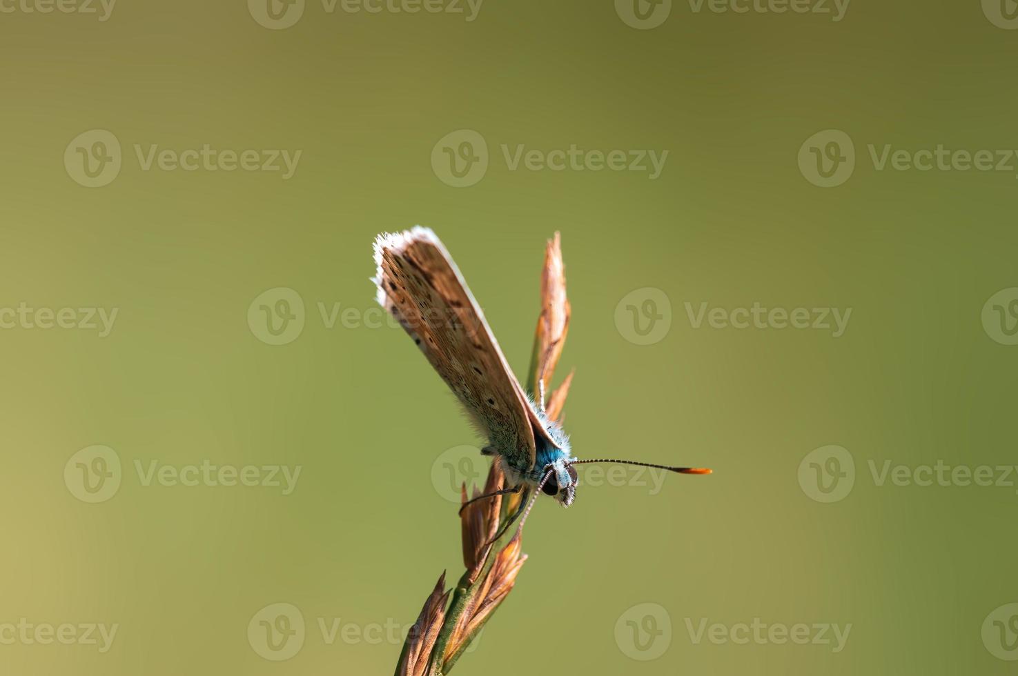 one common blue butterfly sits on a stalk in a meadow photo