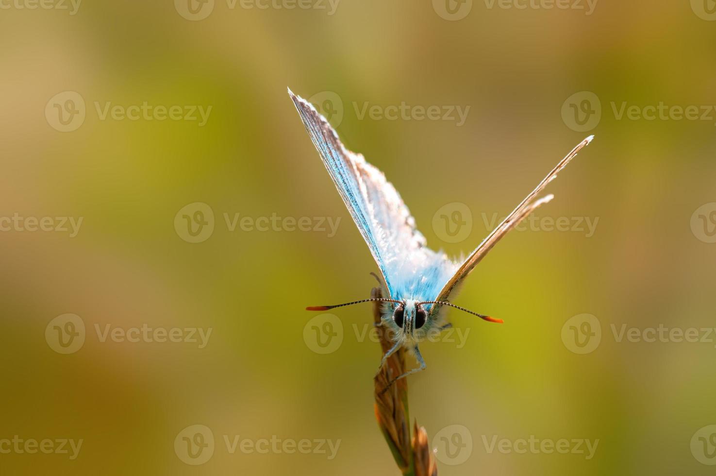 one common blue butterfly sits on a stalk in a meadow photo
