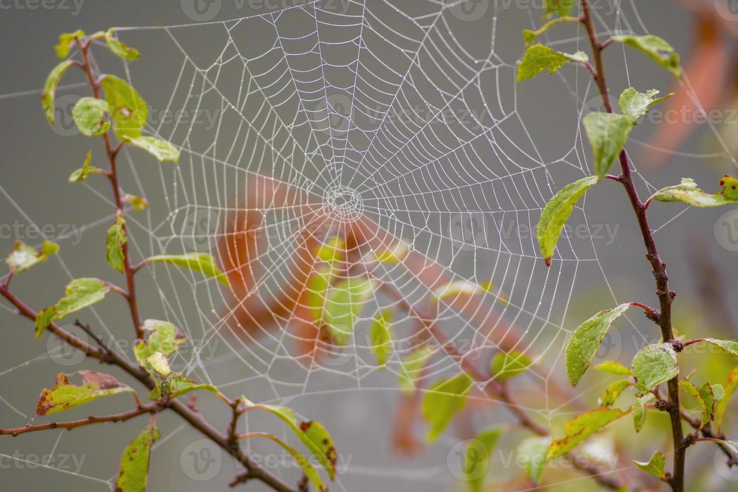 a spider web with dewdrops on a meadow in summer photo