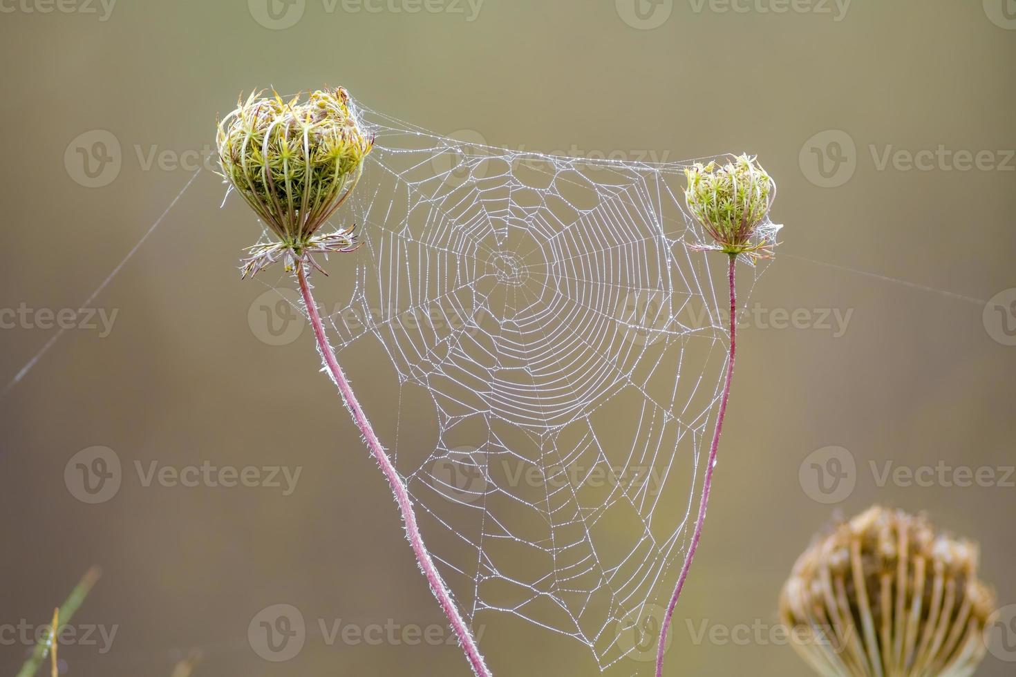 una telaraña con gotas de rocío en un prado en verano foto