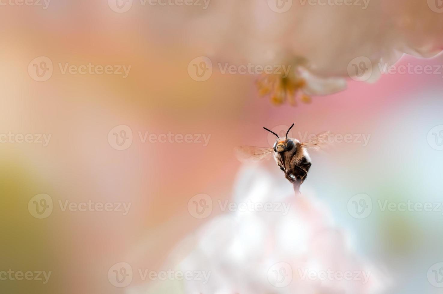 one bee flies between flowers in a meadow photo