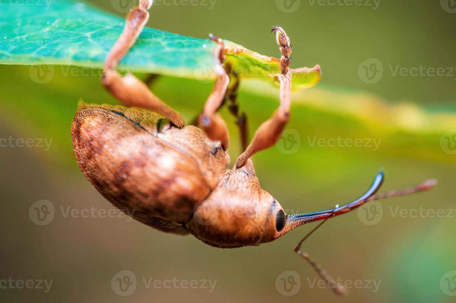 un gorgojo marrón se sienta en una hoja en un prado foto