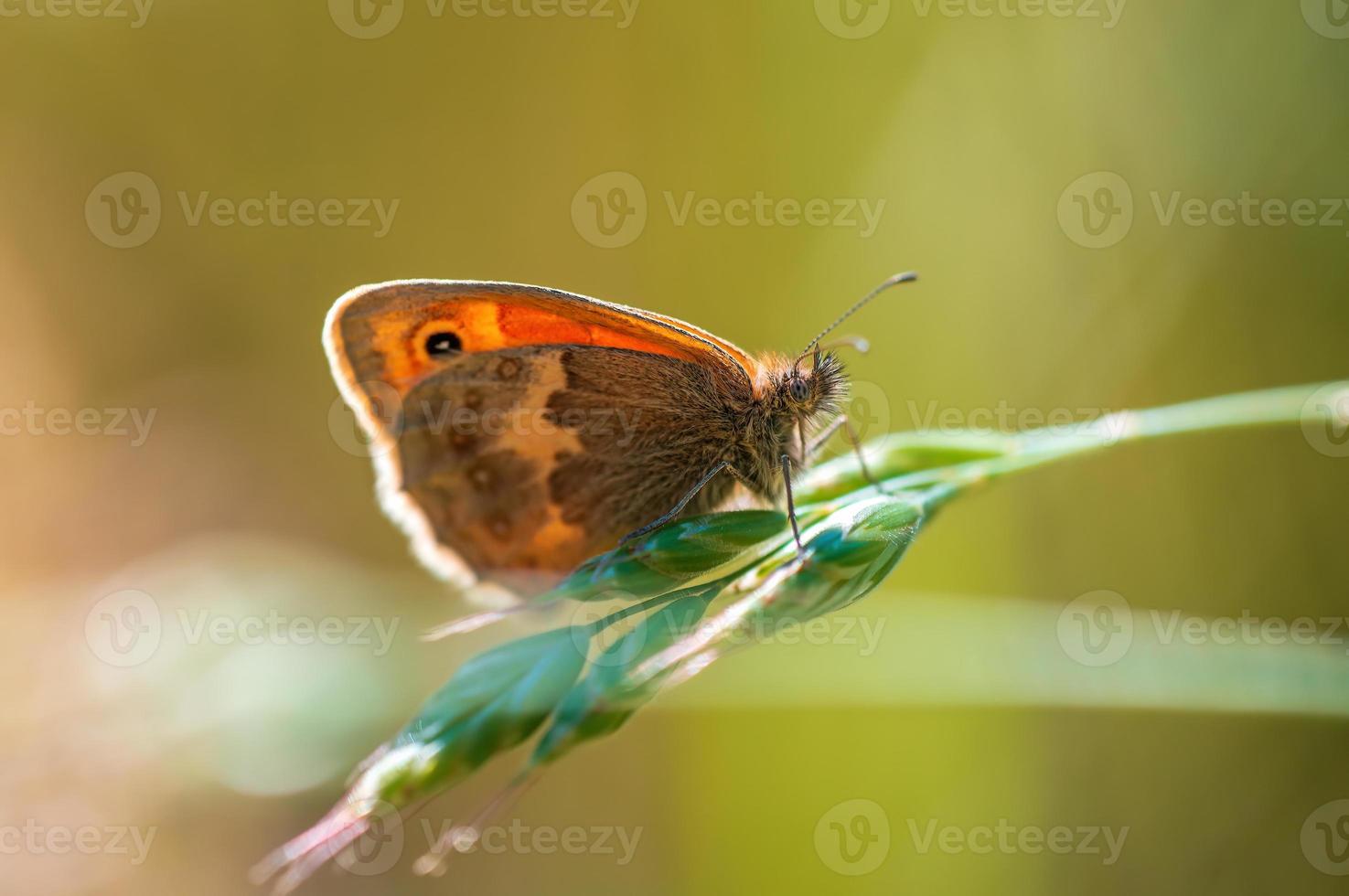 una mariposa marrón se sienta en un tallo en un prado foto