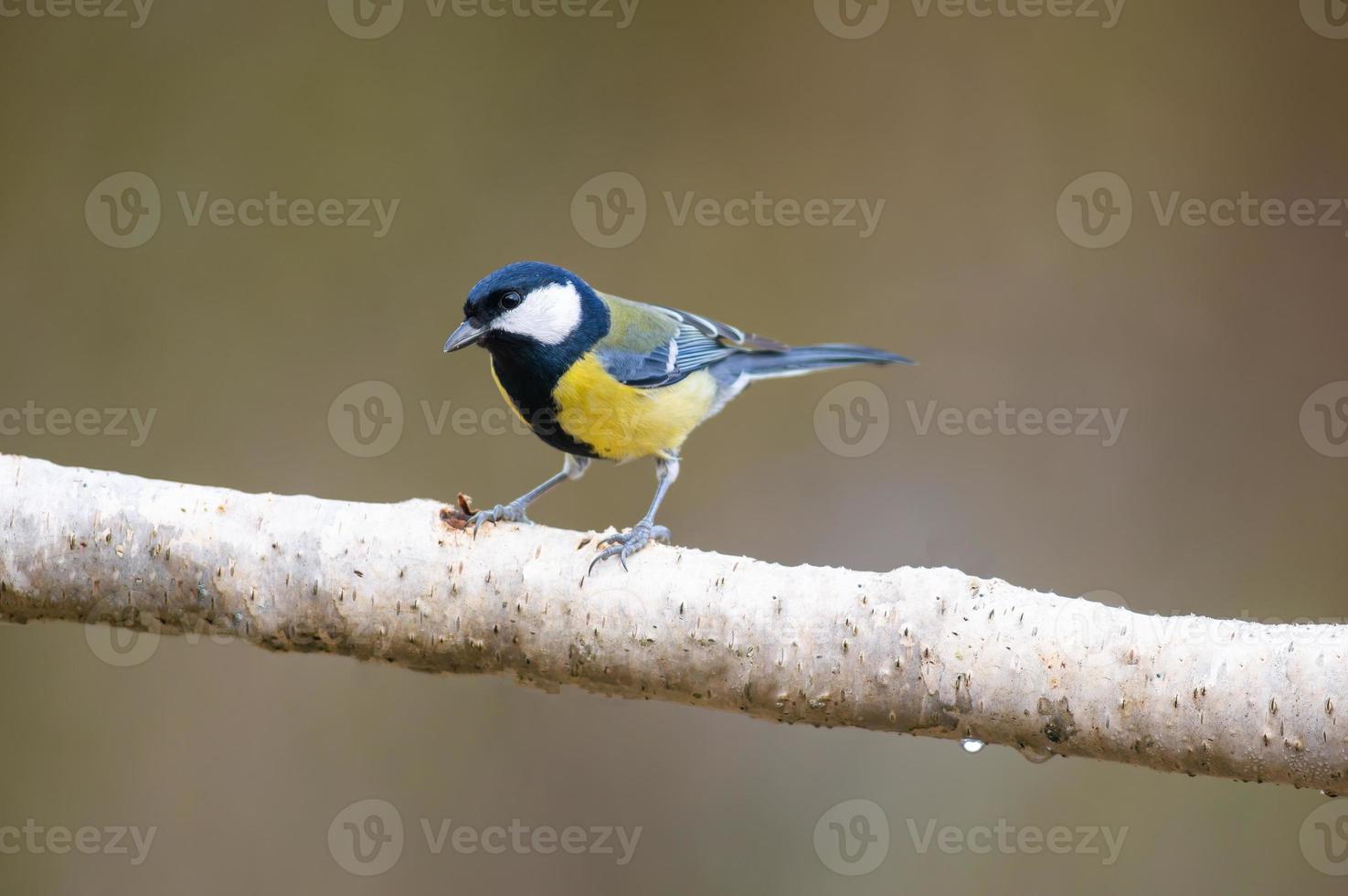a great tit sits on a branch photo