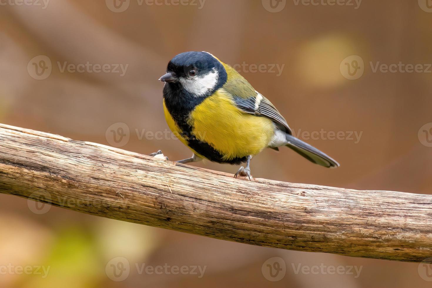a great tit sits on a branch photo