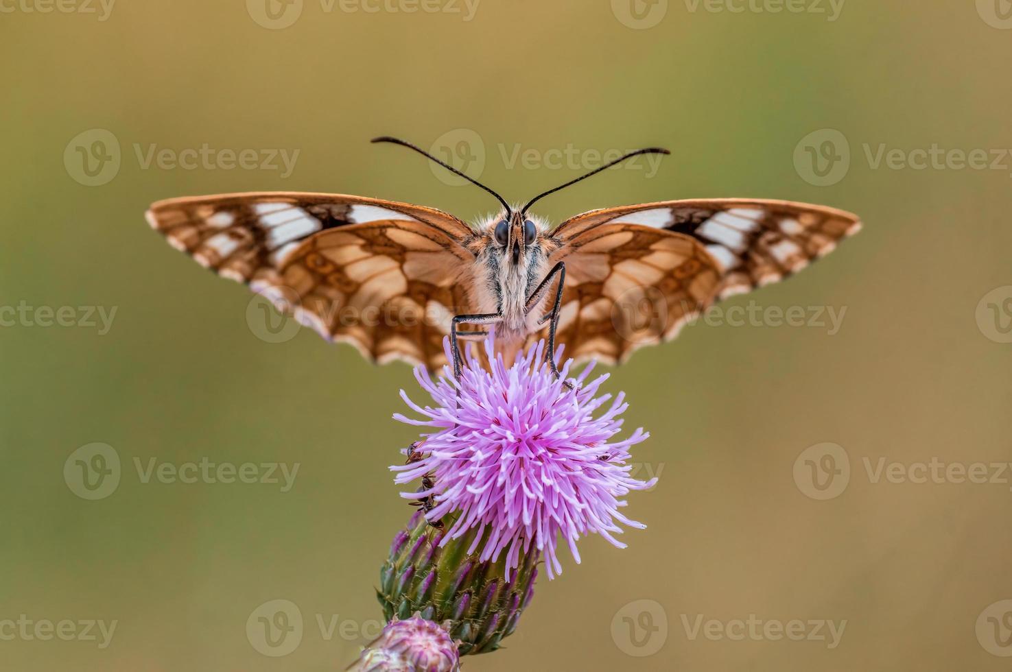 uno de mármol blanco está sentado sobre una flor en un prado foto