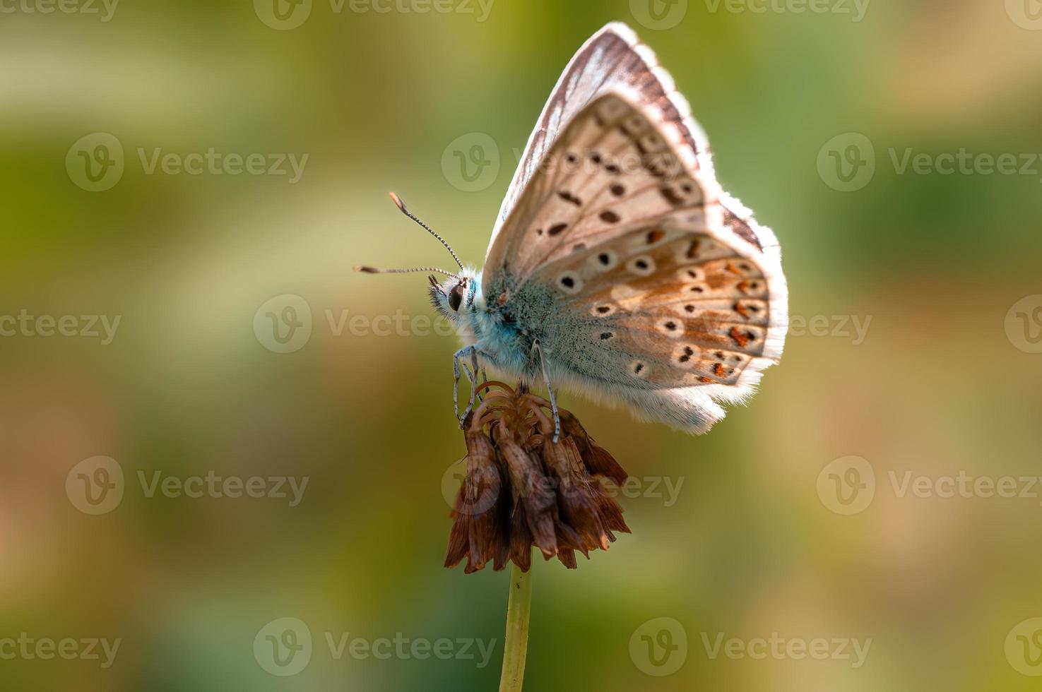 one common blue butterfly sits on a flower in a meadow photo