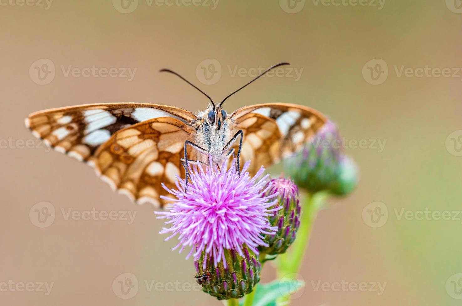 uno de mármol blanco está sentado sobre una flor en un prado foto