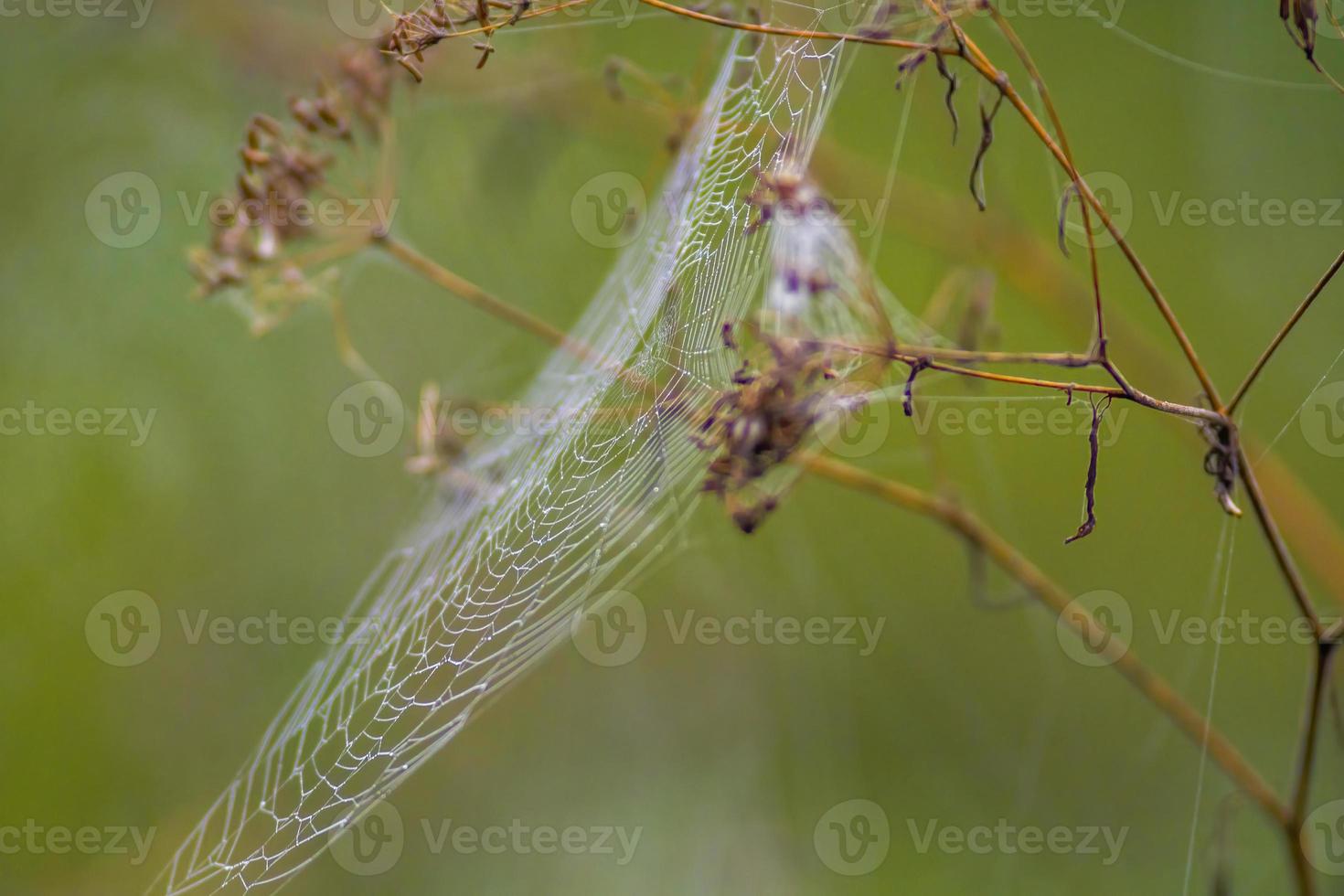 a spider web with dewdrops on a meadow in summer photo