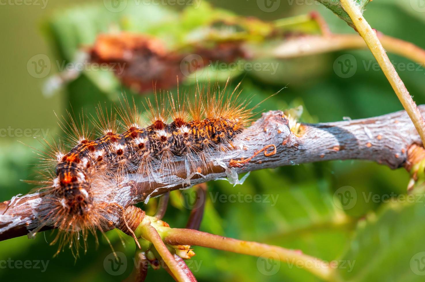 one caterpillar sits on a leaf in a meadow photo