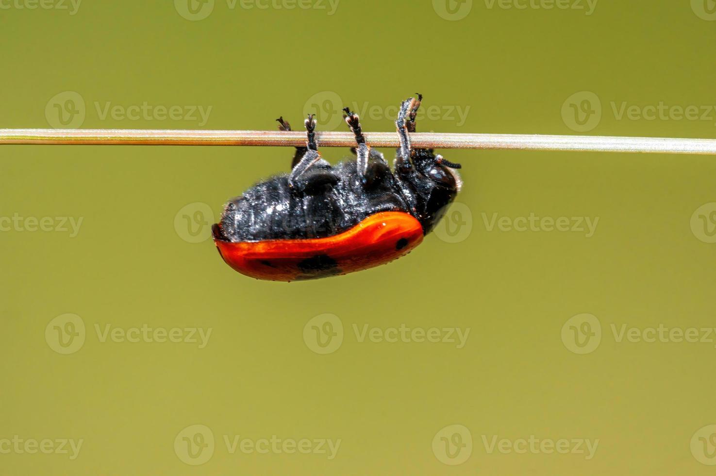 one ant bag beetle sits on a stalk in a meadow photo