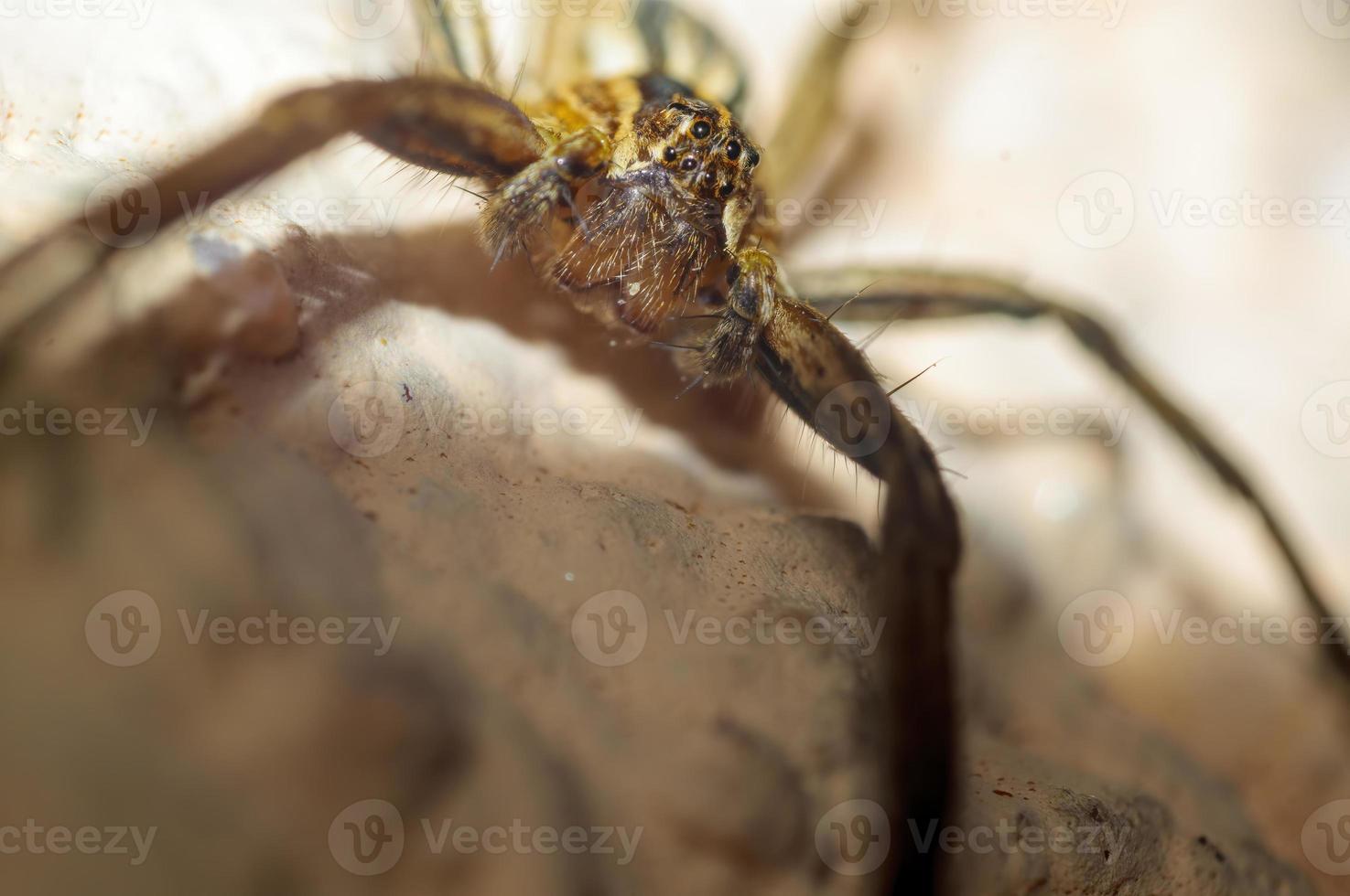 one predatory spider is waiting for its prey photo