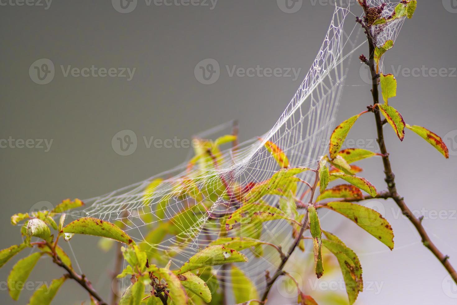 a spider web with dewdrops on a meadow in summer photo