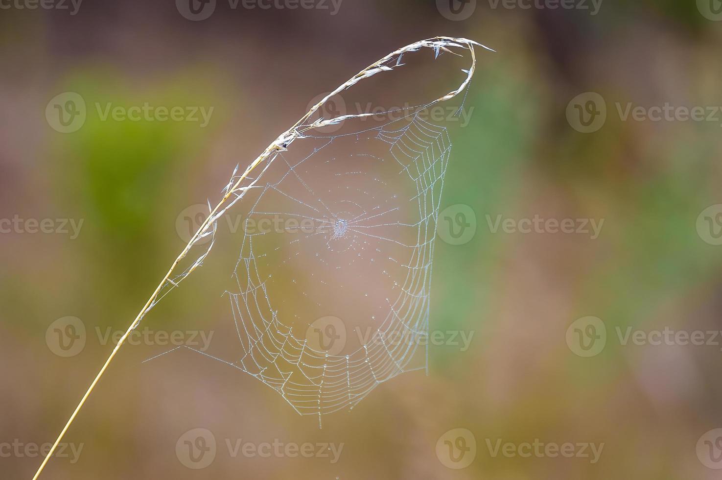 a spider web with dewdrops on a meadow in summer photo