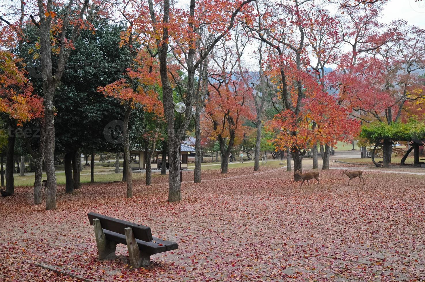 Lonely wooden bench in Japanese Autumn garden photo