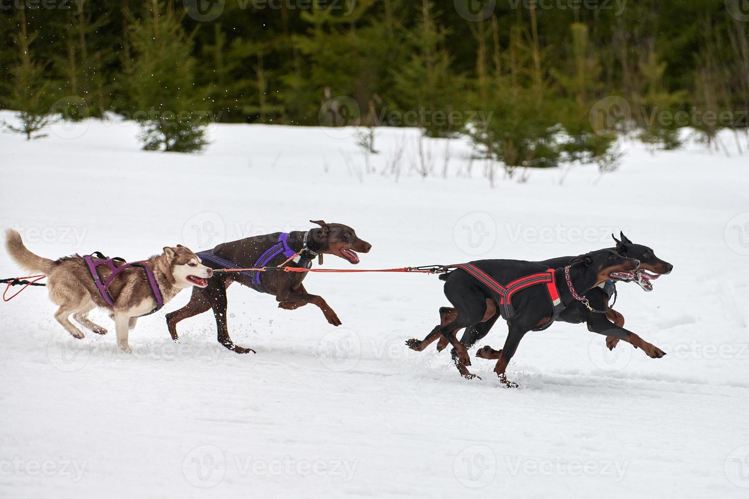 Running Doberman dog on sled dog racing photo