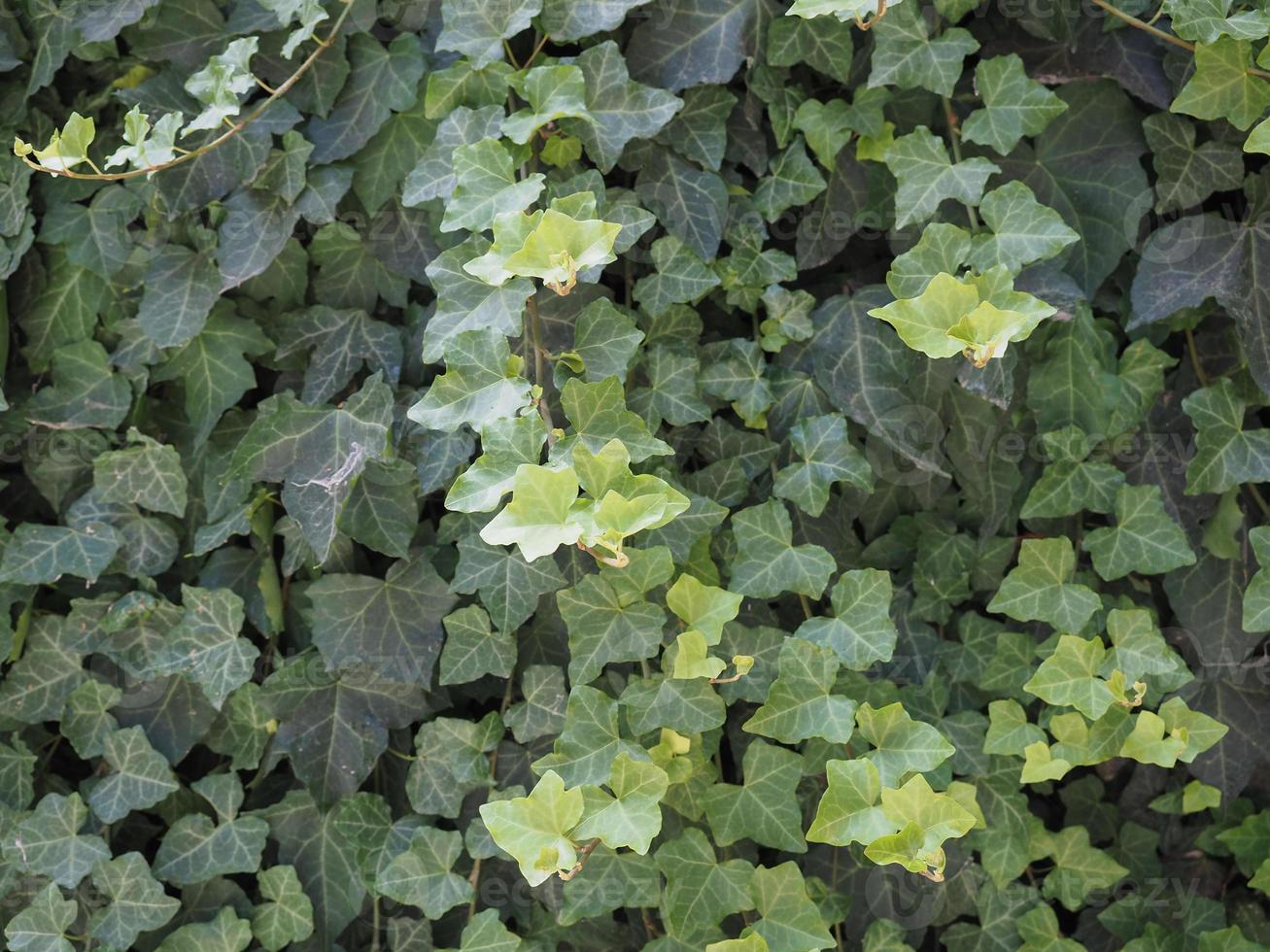 ivy plant background photo