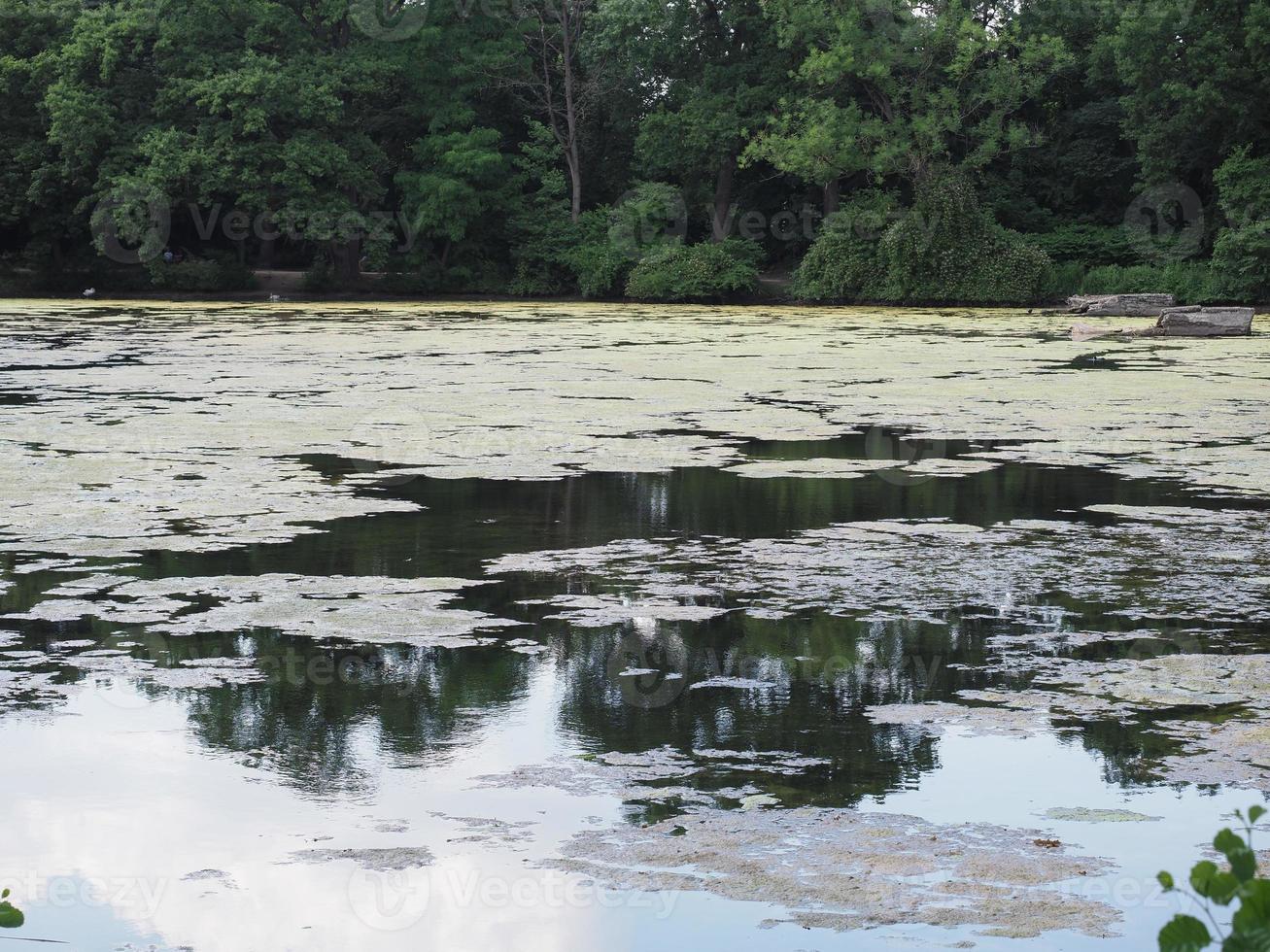 mucílago y algas en estanque foto