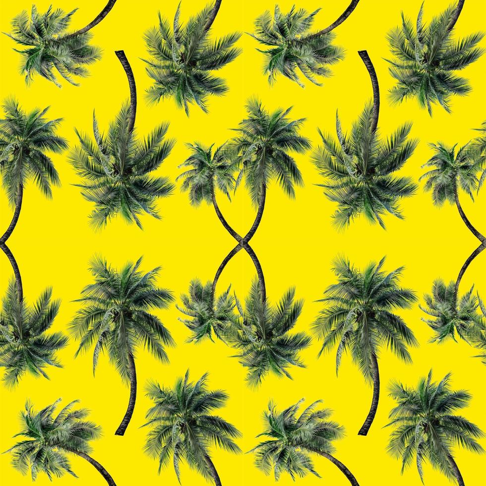 Green palm leaves pattern for nature concept,tropical coconut tree isolated on yellow background photo
