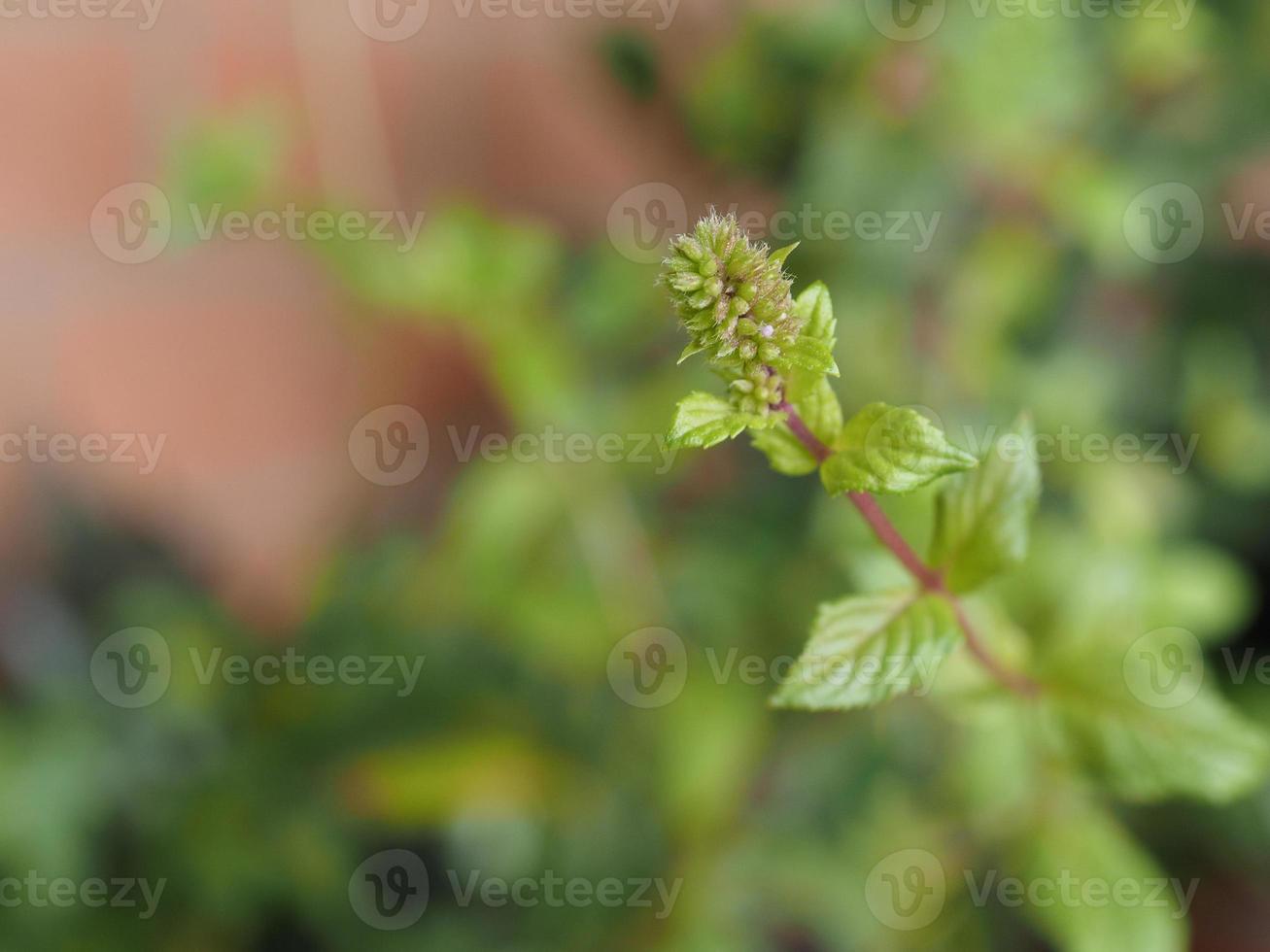 peppermint plant scient. name Mentha piperita selective focus photo