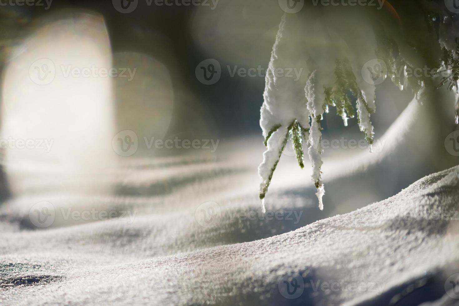 árbol cubierto de nieve fresca en la noche de invierno foto