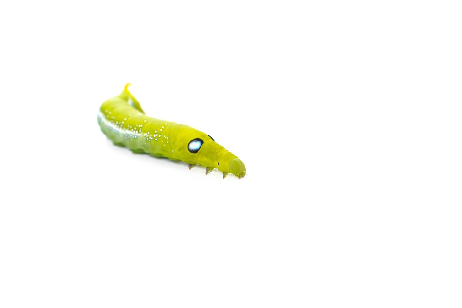 Worm the caterpillars isolated on white background,The larva of a butterfly photo