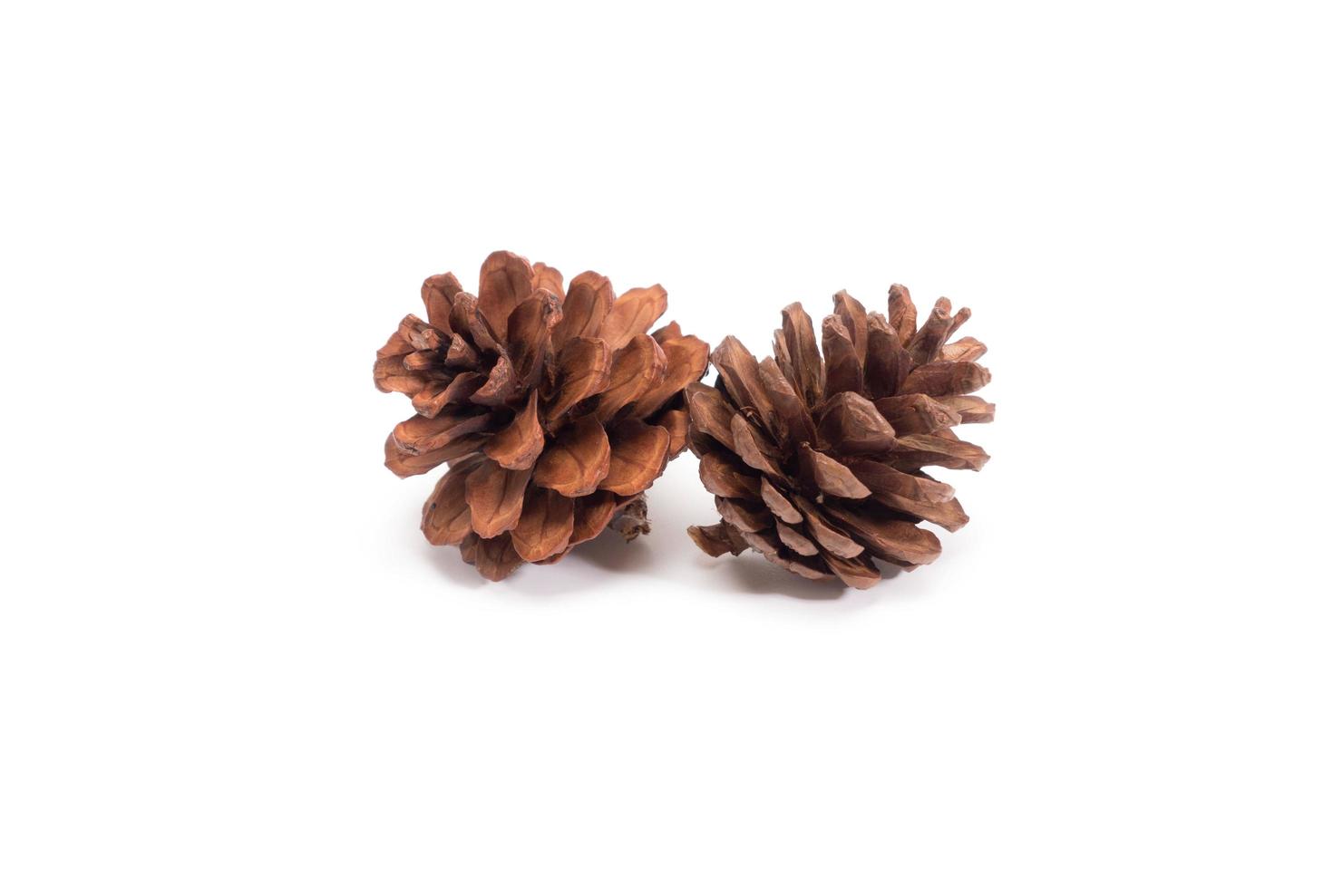 pine cone on white background for Christmas decorative photo